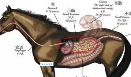 反刍动物有哪些？深入了解反刍动物的定义和代表物种
