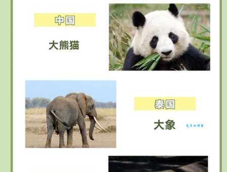 为什么大熊猫是中国的国宝？不止是可爱那么简单！