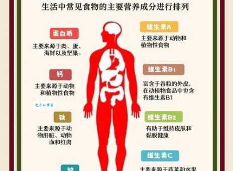 保持健康活力：人体不可缺少的营养全解析