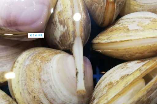 西施舌是什么海鲜？揭秘西施舌鲜美背后的传说与真相