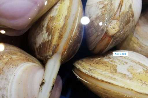 西施舌是什么海鲜？揭秘西施舌鲜美背后的传说与真相