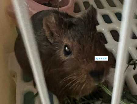 “荷兰猪”是猪吗？揭秘宠物荷兰猪的真实身份和种类！