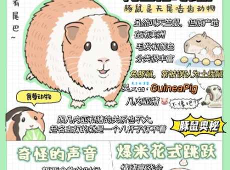 “荷兰猪”是猪吗？揭秘宠物荷兰猪的真实身份和种类！