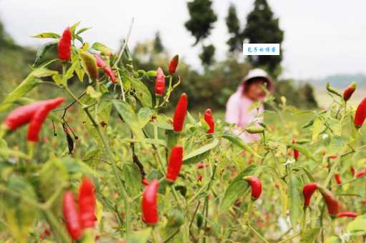 你知道吗？中国辣椒种植面积最大的省份竟然是贵州