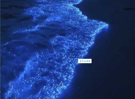 梦幻蓝眼泪是什么生物？海洋奇观背后的科学解释和观赏指南