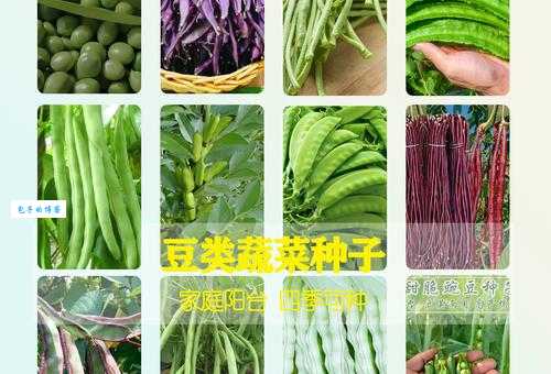 豇豆是什么？认识这种常见的豆类蔬菜及其保健功效