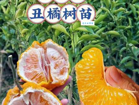 名字带“橘”却不是橘子？丑橘的秘密
