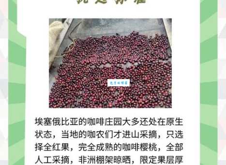 咖啡的故乡埃塞俄比亚：揭秘咖啡豆的古老传说