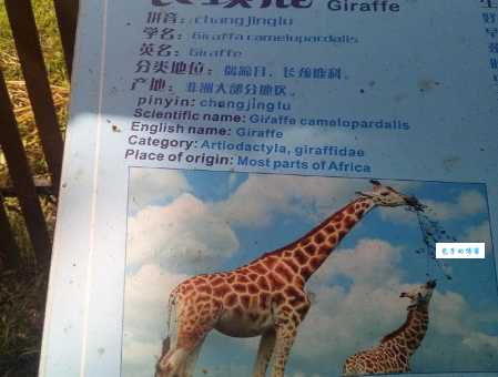 长颈鹿长长的脖子是怎样进化来的？看完你就懂了！