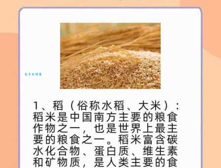 你知道“五谷不分”中的五谷有哪些吗？揭秘古代粮食文化