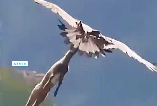 鹰的视力有多好？它如何从高空发现地面上的猎物？