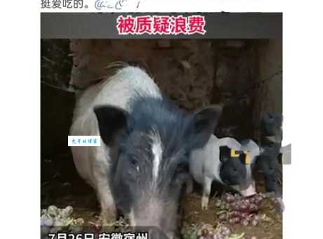 猪的嗅觉能力有多强？居然是狗的几倍之多！