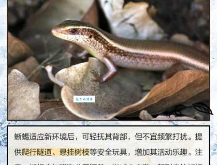 蜥蜴是怎样呼吸的？肺呼吸的秘密揭秘