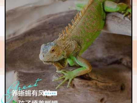 蜥蜴是怎样呼吸的？肺呼吸的秘密揭秘