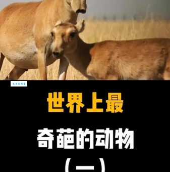 奇葩问题：为何动物界没有三条腿的生物？