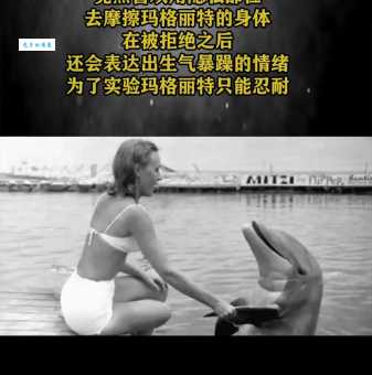 海豚为何是人类好朋友？揭秘海豚与人类和谐共生的秘密