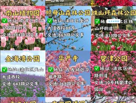 重庆南山植物园一日游：行程安排及游玩建议都在这里