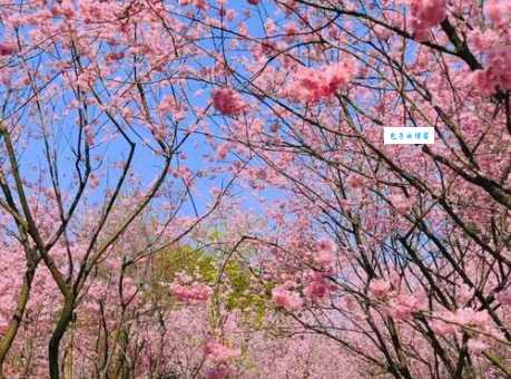重庆南山植物园一日游：行程安排及游玩建议都在这里