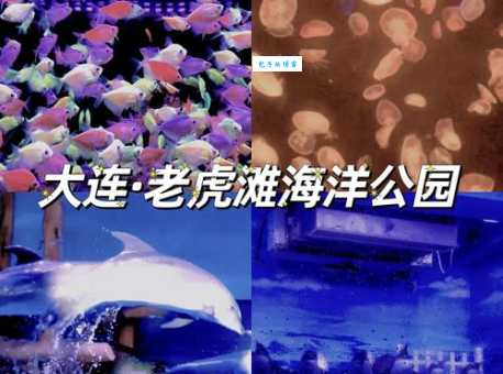 2024大连老虎滩海洋公园旅游攻略，不容错过！