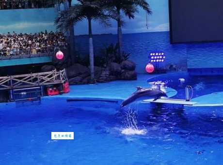 成都海昌极地海洋世界超值体验：精彩表演不容错过！