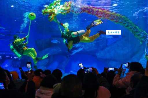成都海昌极地海洋世界超值体验：精彩表演不容错过！