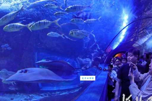 秦皇岛新澳海底世界攻略：玩转海洋生物王国