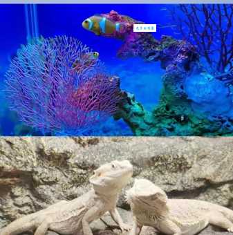 秦皇岛新澳海底世界攻略：玩转海洋生物王国