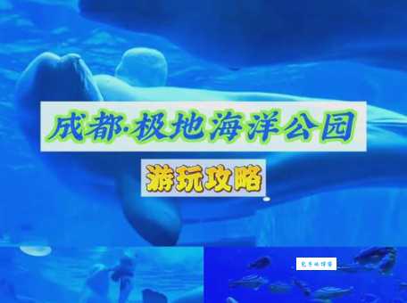 成都海洋极地公园攻略：带娃畅玩，一览极地海洋生物