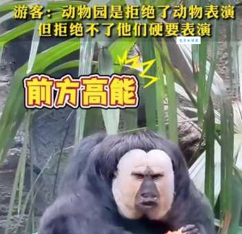 红山森林动物园：不一样的动物园体验，拒绝动物表演！