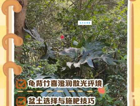 龟背竹养殖技巧分享注意事项和养护要点