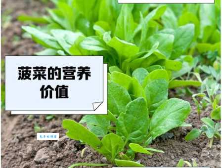 菠菜的功效与作用揭秘菠菜的6种惊人营养价值