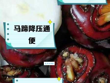 马蹄是马的什么部位 揭秘马蹄的作用与结构
