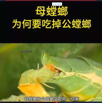 母螳螂为何要吃掉公螳螂 真相让人惊讶