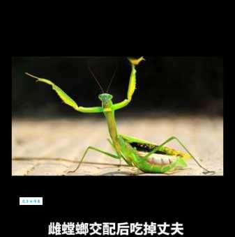 母螳螂为何要吃掉公螳螂 真相让人惊讶