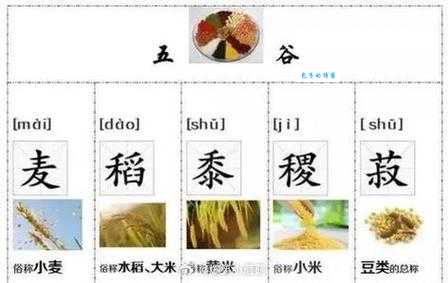 五谷中的菽是指什么作物 菽类作物有哪些常见种类