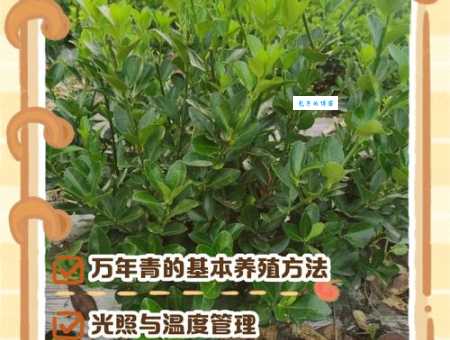 万年青的养殖方法和注意事项 避免这些常见错误
