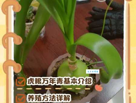 万年青的养殖方法和注意事项 避免这些常见错误