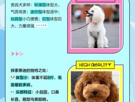 贵宾和泰迪的区别大揭秘别再傻傻分不清