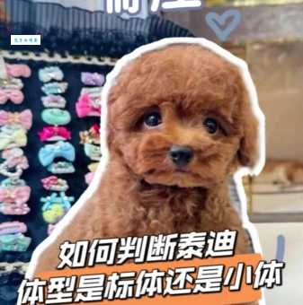 贵宾和泰迪的区别大揭秘别再傻傻分不清