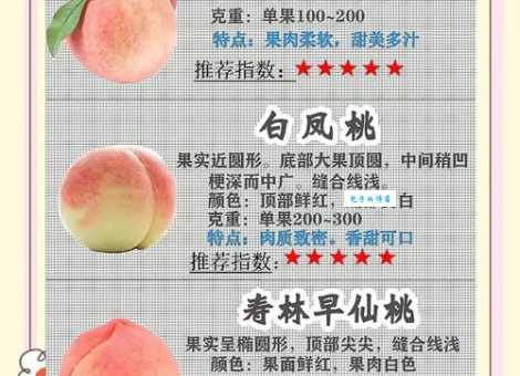 桃子属于什么种类的水果一起来了解它的分类