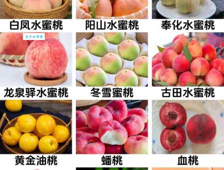 桃子属于什么种类的水果一起来了解它的分类