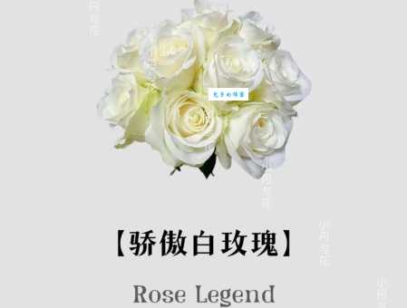 白玫瑰花语全知道 为什么说它是婚礼必备的浪漫之花