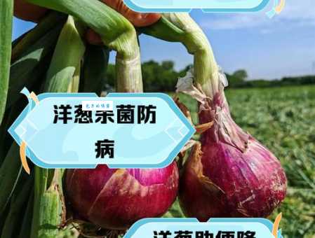 洋葱的营养价值被低估了 这些好处你可能不知道