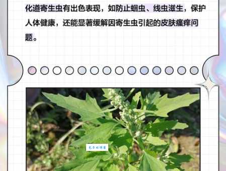 灰灰菜怎么吃才不苦 老农教你处理技巧和食谱