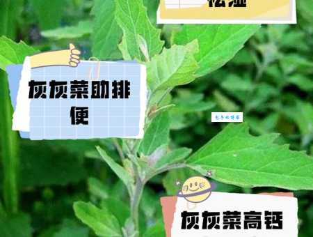 灰灰菜怎么吃才不苦 老农教你处理技巧和食谱