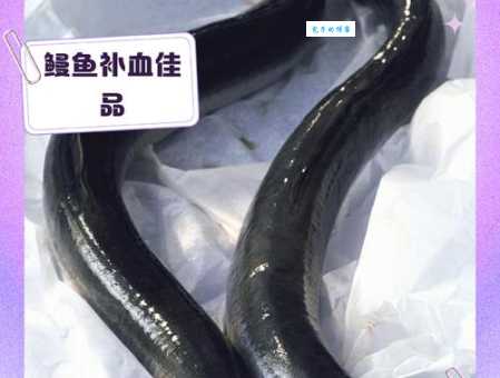鳗鱼的营养价值揭秘常吃对身体有哪些益处
