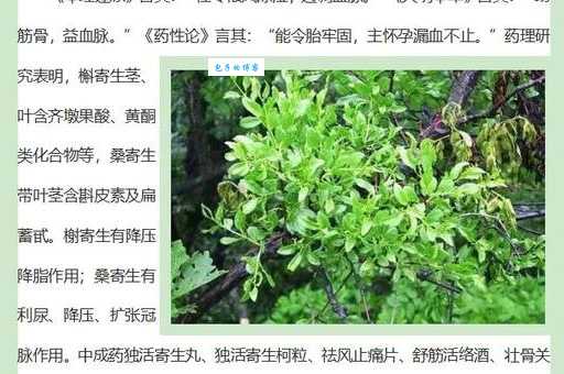 桑寄生真的有用吗 揭秘它的功效与使用禁忌