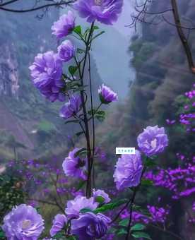 姹紫嫣红什么意思 为什么用它形容春天景色