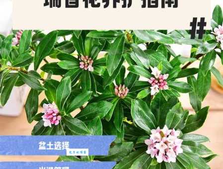 花瑞的意思是什么原来有这么多讲究