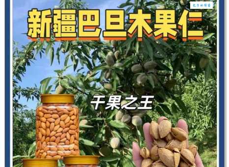 巴旦木是什么果 原来它是这种营养丰富的坚果